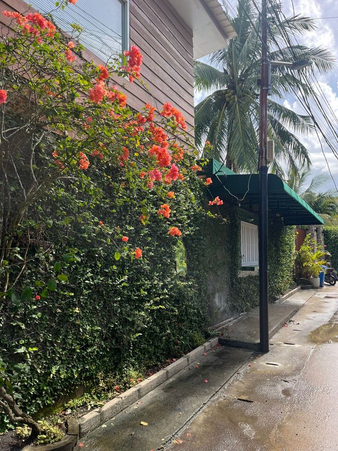 Honey Gelato storefront in Kuta Lombok with bougainvillea flowers and tropical greenery